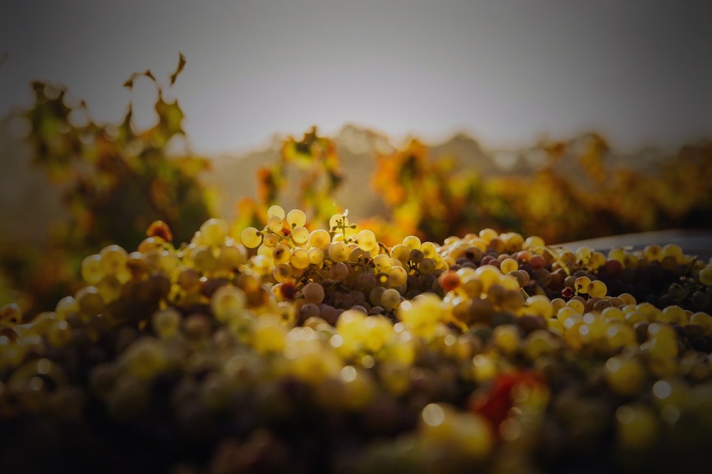 Weinlandschaft der Südsteiermark