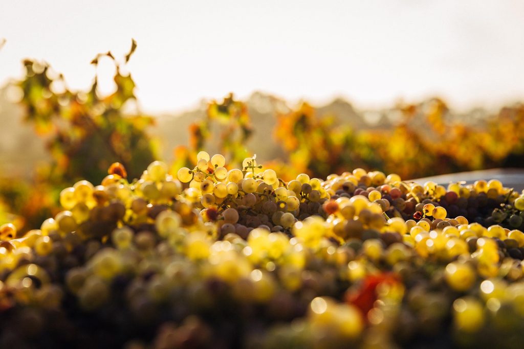 Weingut Wutte